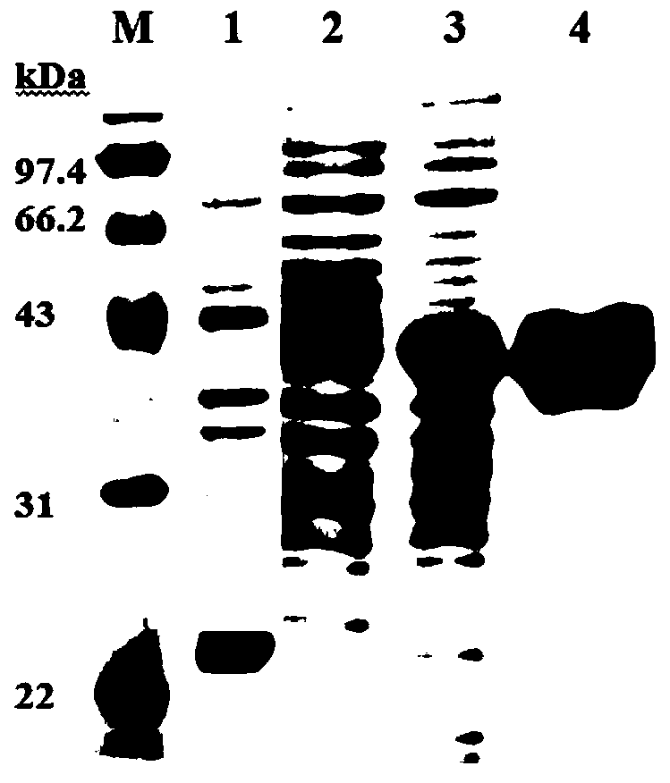 Portunus trituberculatus mannose-binding lectin PtMBL gene, encoding protein thereof and application