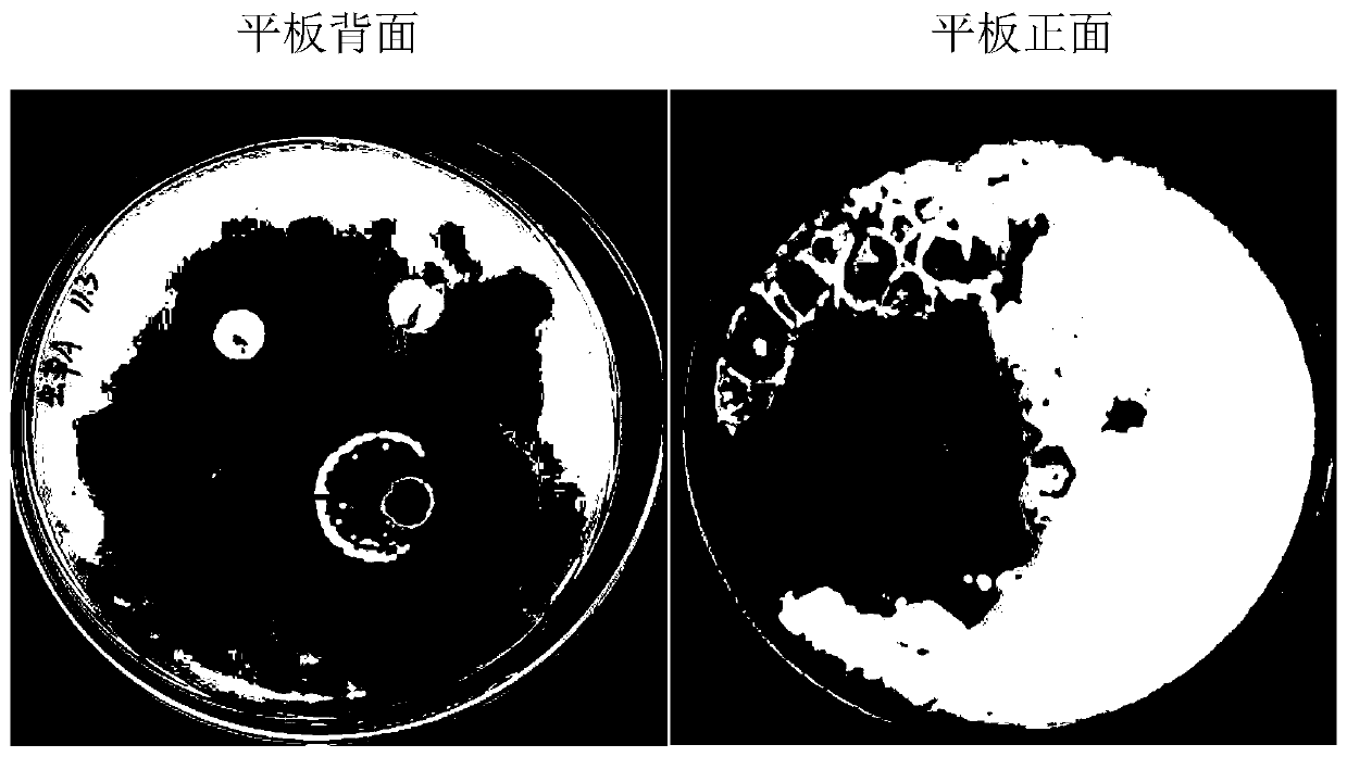 Tobacco active component (TWS), extraction method and application of tobacco active component