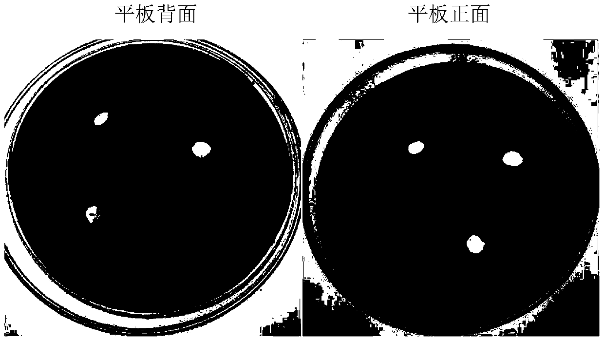 Tobacco active component (TWS), extraction method and application of tobacco active component