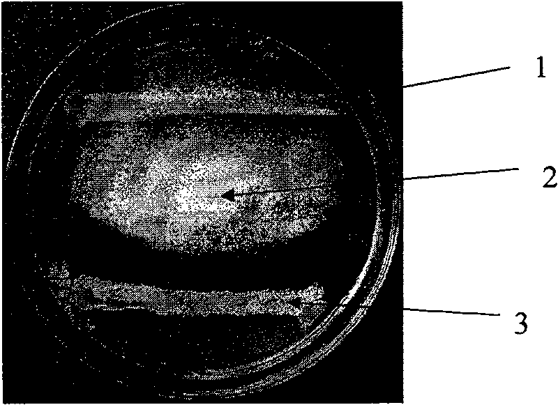 Plant pathogenic fungi antagonistic bacteria capable of generating siderophore and uses thereof