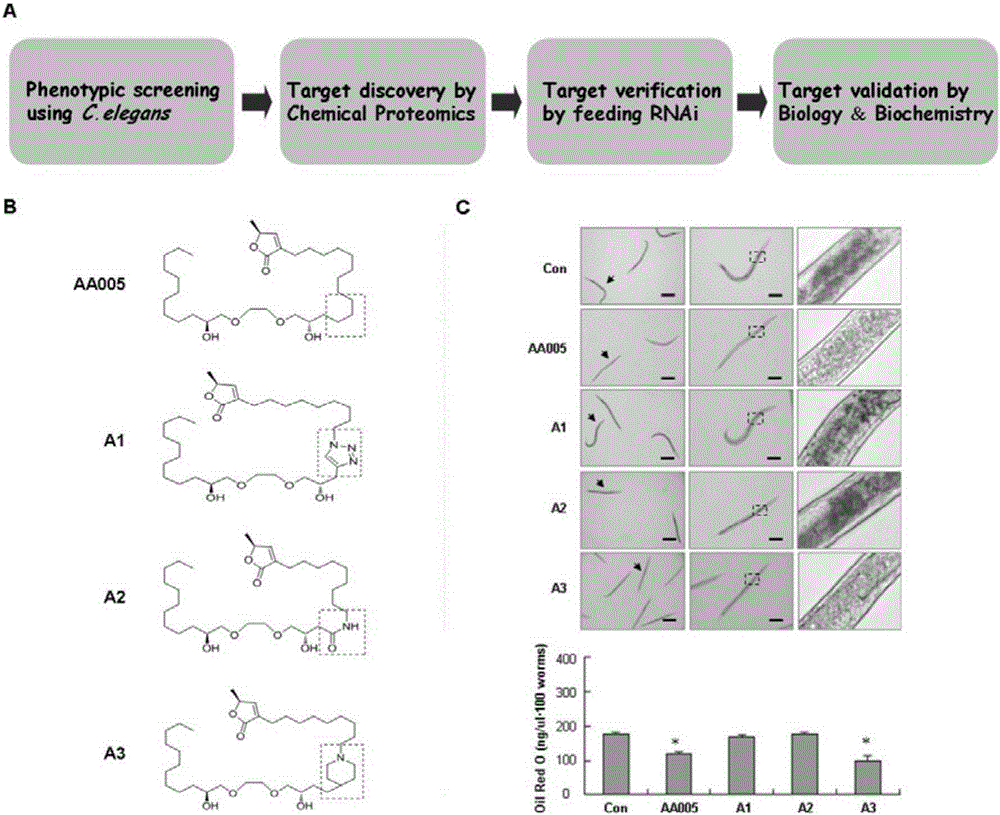 A method for accurate and rapid identification of drug targets of active compounds obtained by phenotypic screening