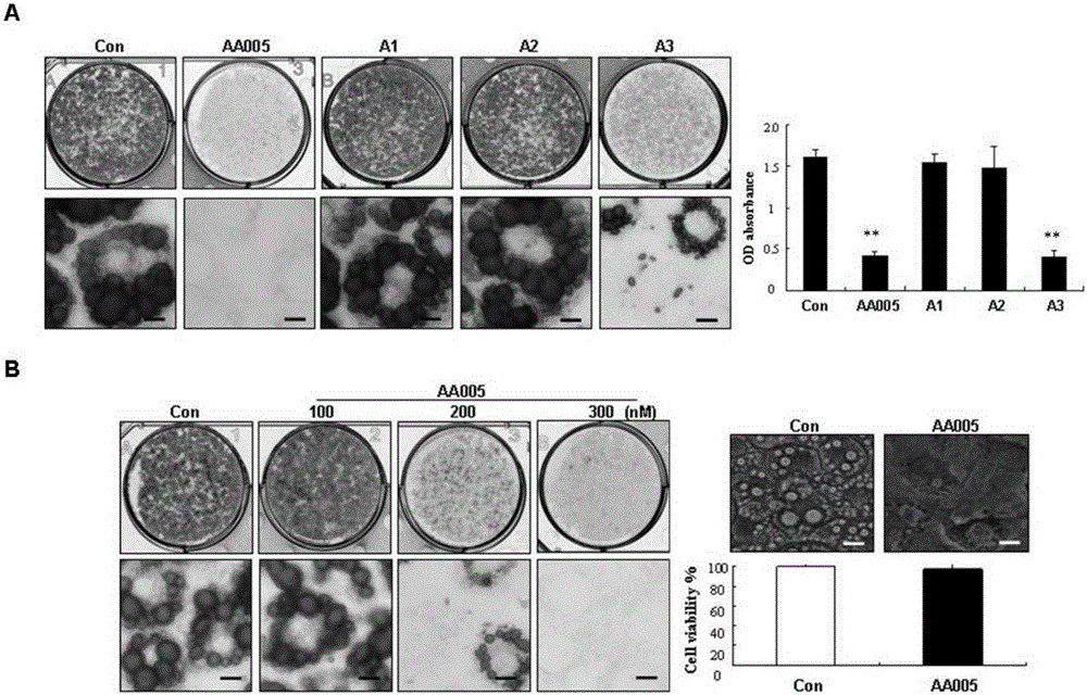 A method for accurate and rapid identification of drug targets of active compounds obtained by phenotypic screening