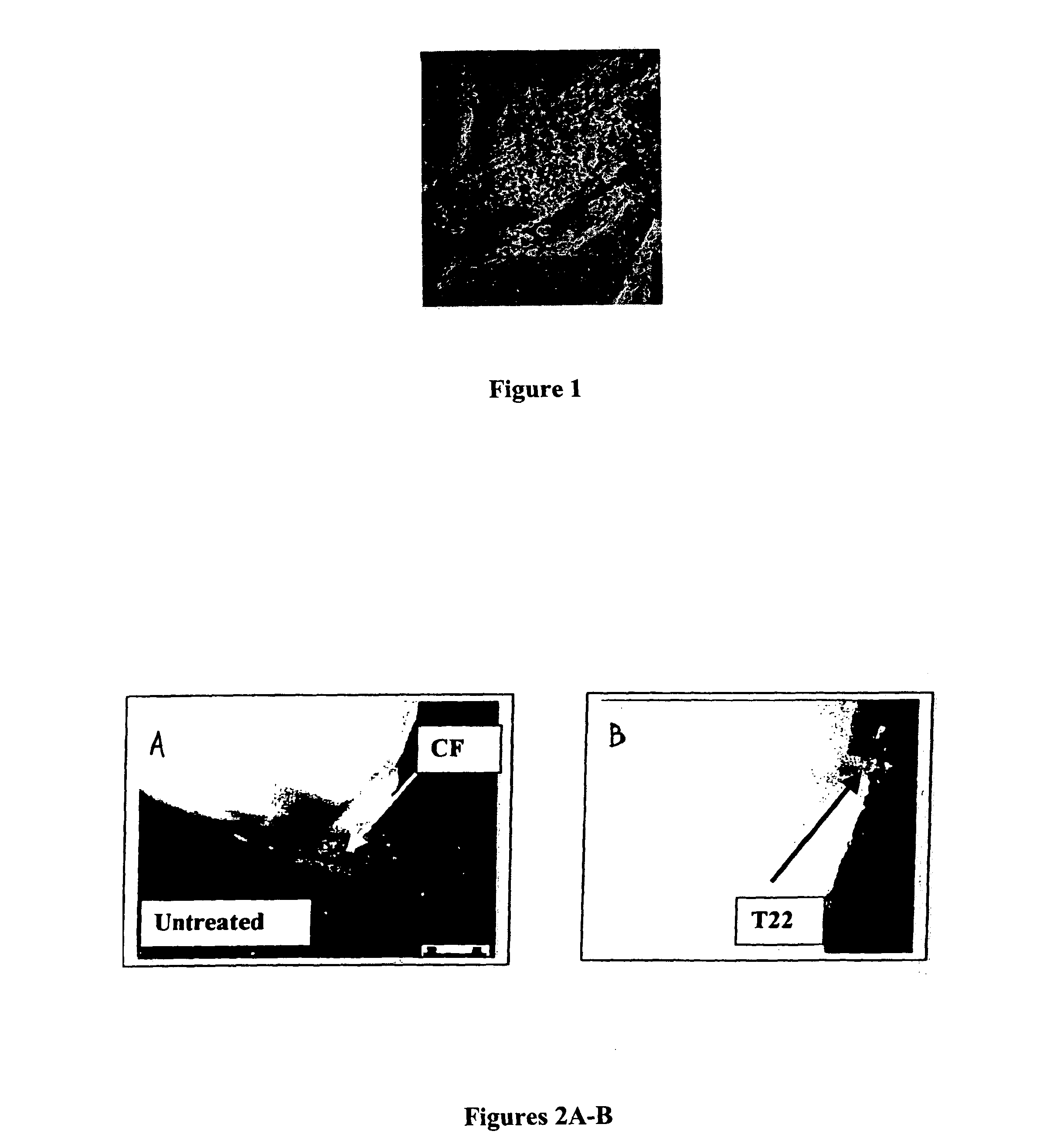 Formulations of viable microorganisms and their methods of production and use