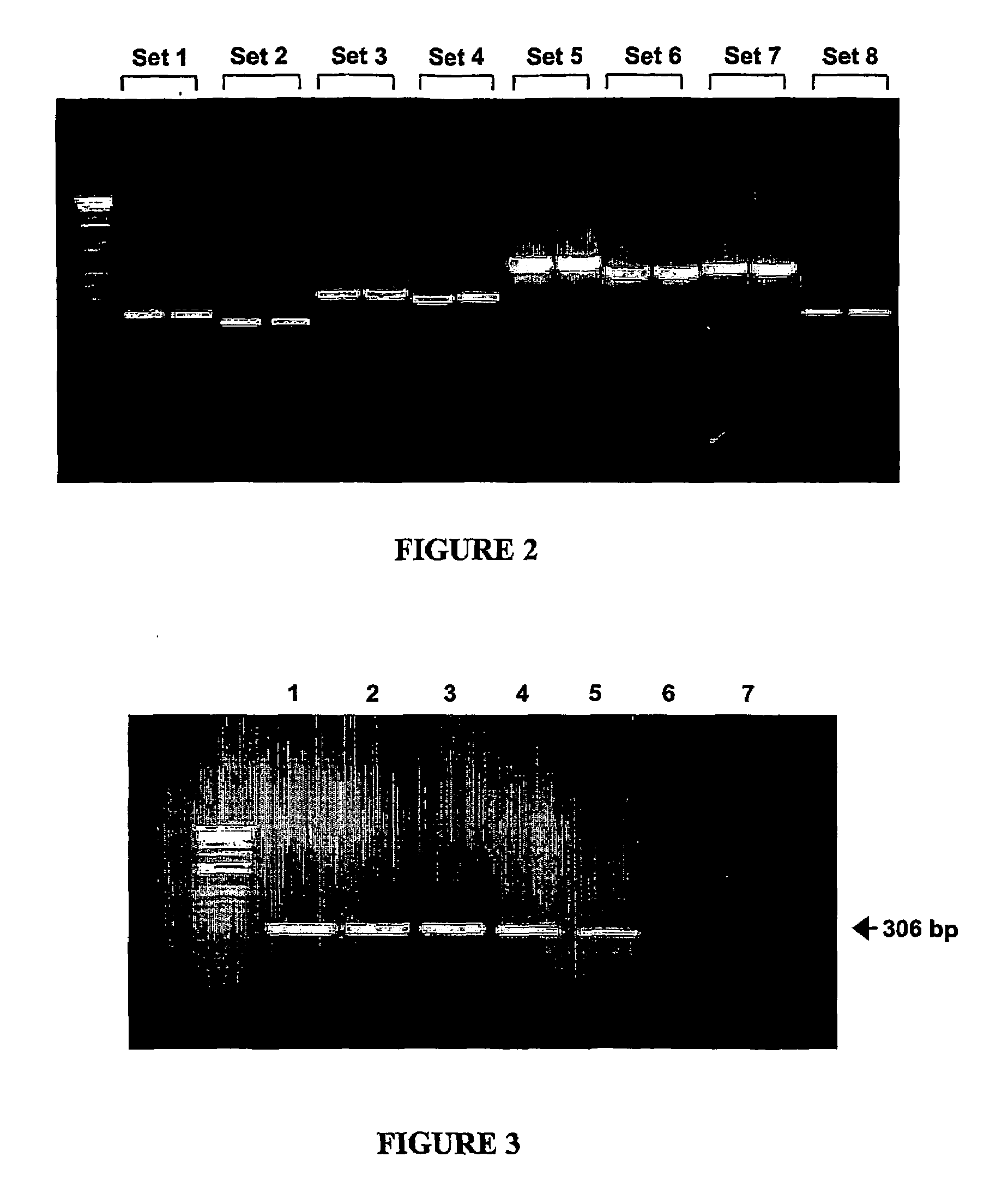 Diagnostic Primers and Method for Detecting Avian Influenza Virus Subtype H5 and H5n1