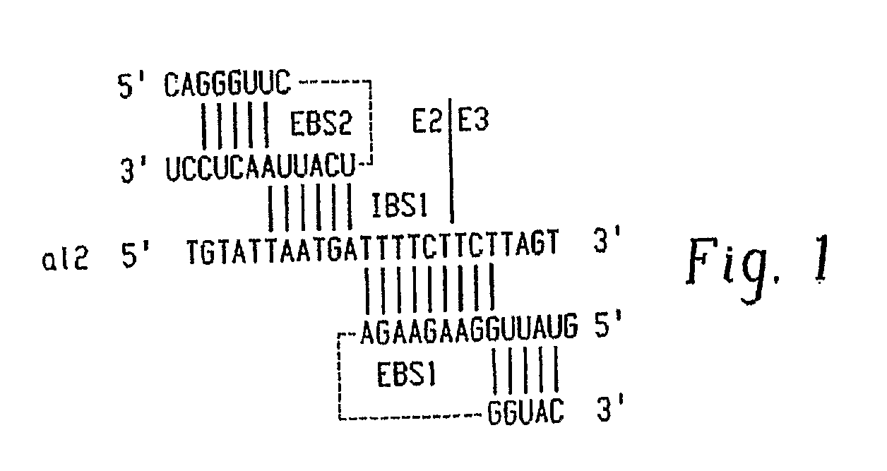 Gene Targeting in Eukaryotic Cells by Group II Intron Ribonucleoprotein Particles