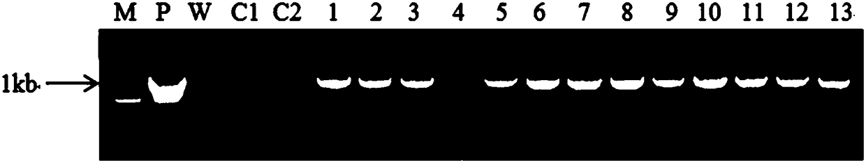 Method for increasing content of vitamins of rice grains