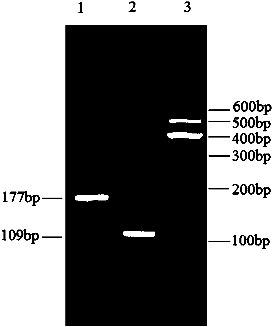 Method for detecting jinnan cattle IGFIR gene CNV mark and application of method