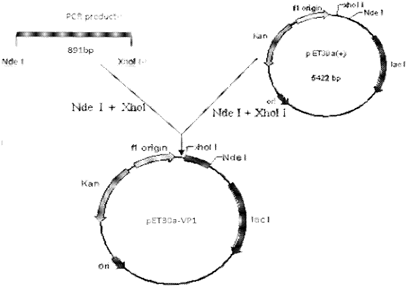 Prokaryotic expression of enterovirus 71 type VP1 (virus protein 1) and vaccine containing VP1