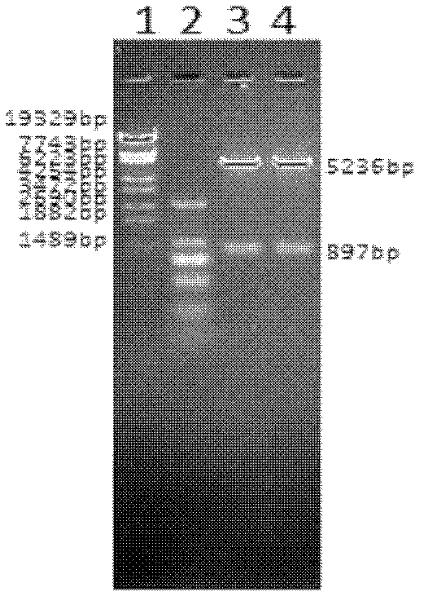 Prokaryotic expression of enterovirus 71 type VP1 (virus protein 1) and vaccine containing VP1