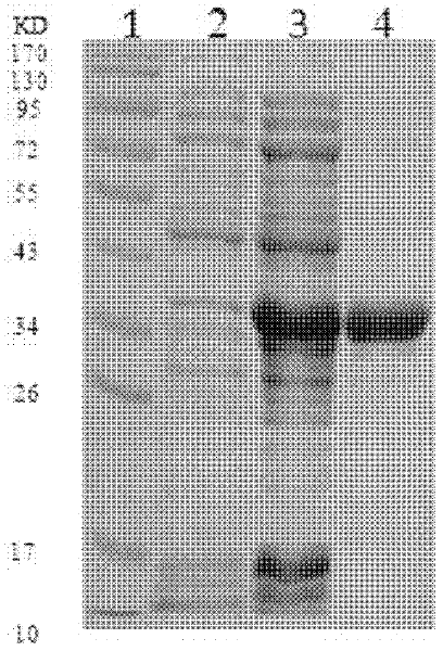 Prokaryotic expression of enterovirus 71 type VP1 (virus protein 1) and vaccine containing VP1