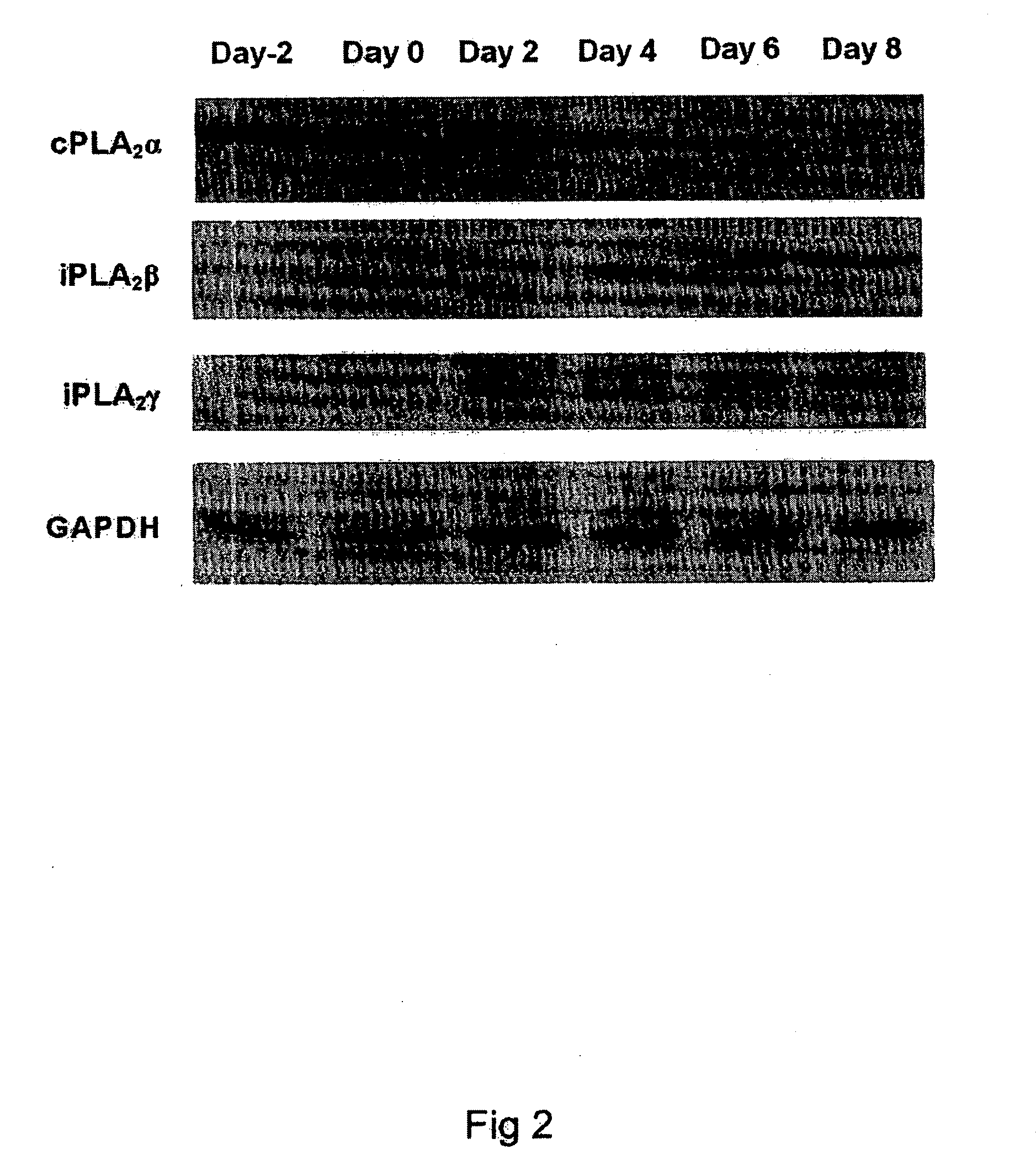 Inhibition of calcium-independent phospholipases A2beta or A2gamma inhibit hormone-induced differentiation of 3T3-L1 preadipocytes