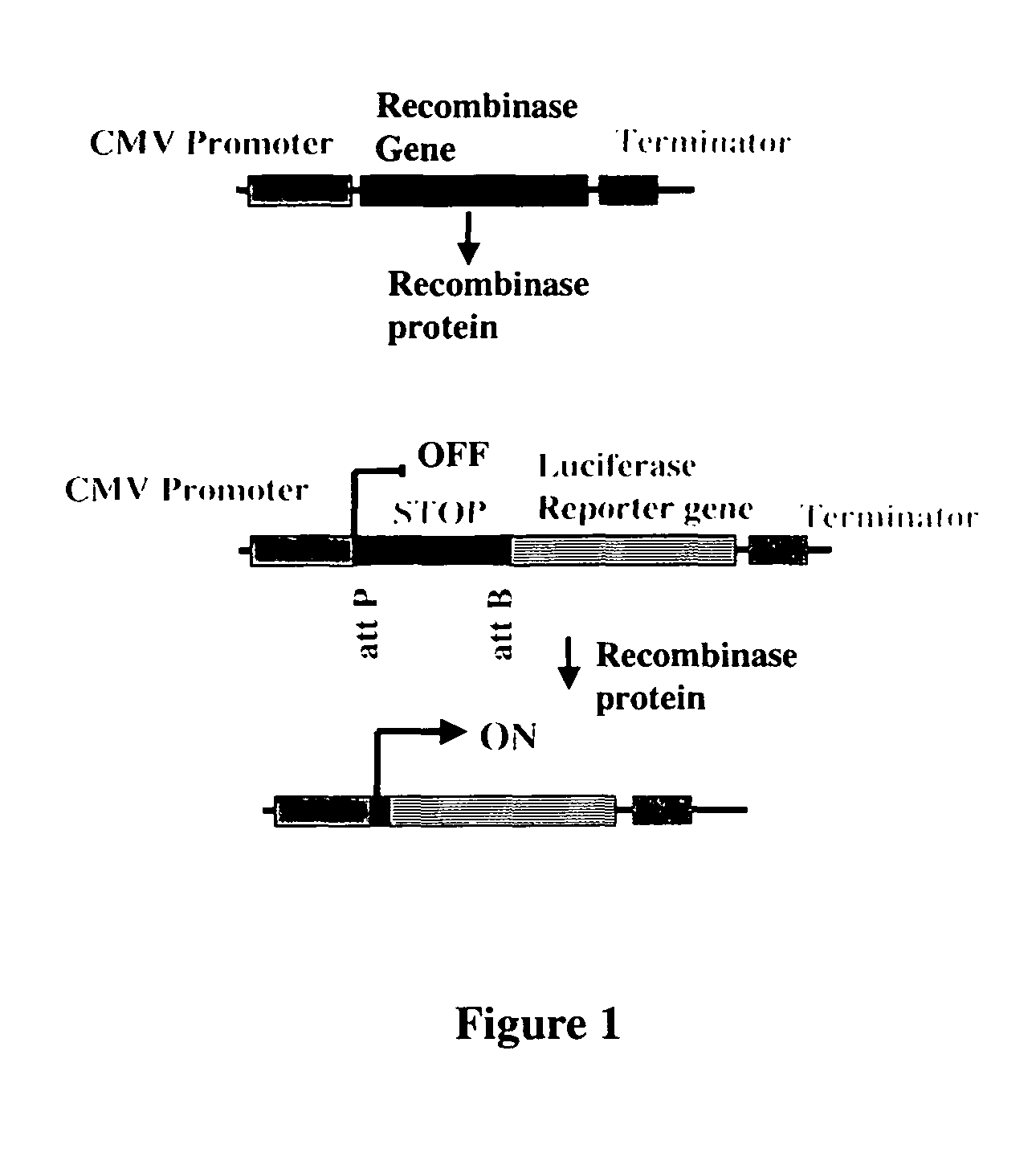 Site-specific serine recombinases and methods of their use