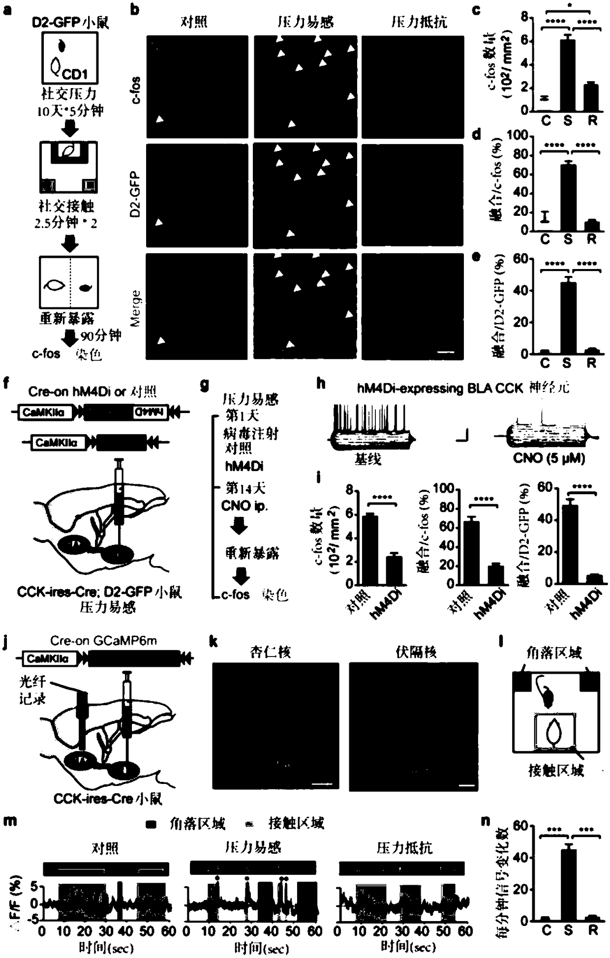 Method and kit for diagnosing depression