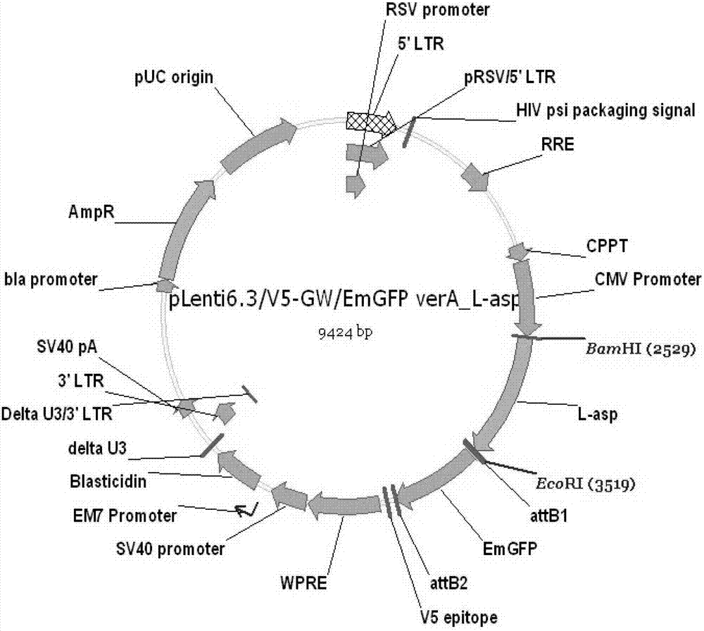 Method for inducing in vitro the generation of erythrocyte medicine containing l-aspase II