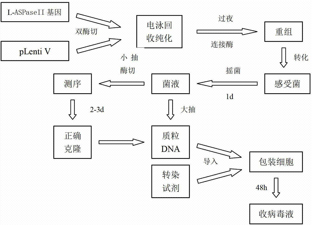 Method for inducing in vitro the generation of erythrocyte medicine containing l-aspase II