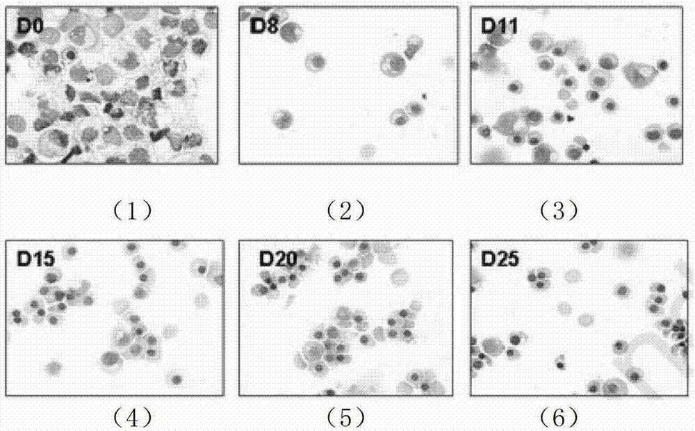 Method for inducing in vitro the generation of erythrocyte medicine containing l-aspase II