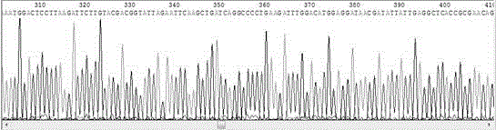 A method for expressing hmgb1 A-box protein using SUMO system