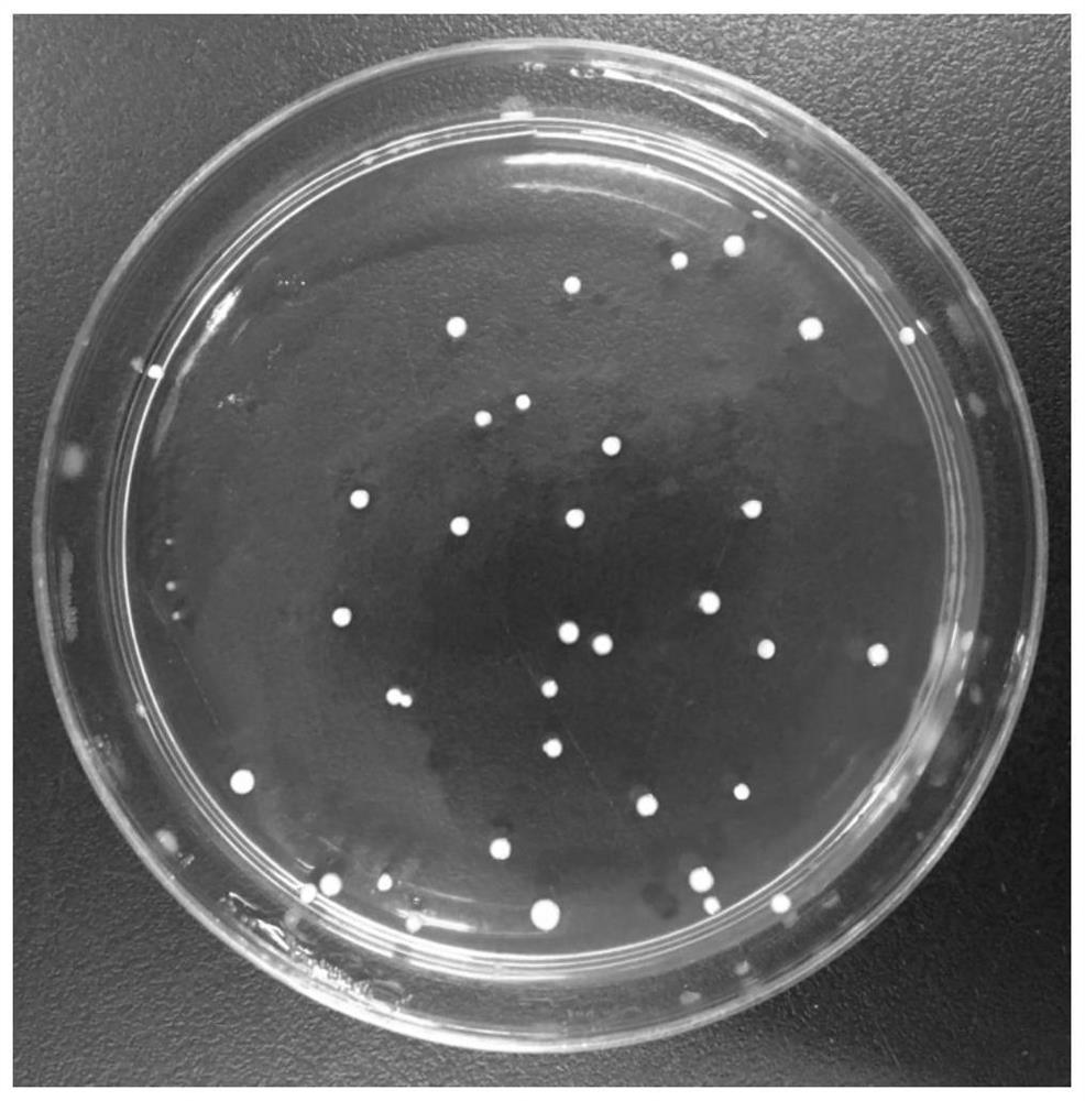 Lactobacillus rhamnosus LRa05 for antagonizing shigella, screening method and application of lactobacillus rhamnosus LRa05