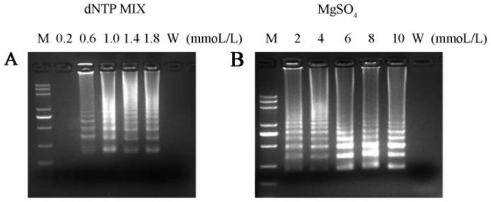 A rapid detection method for chlorotic ring spot-associated virus in kiwifruit based on rt-lamp-lfd