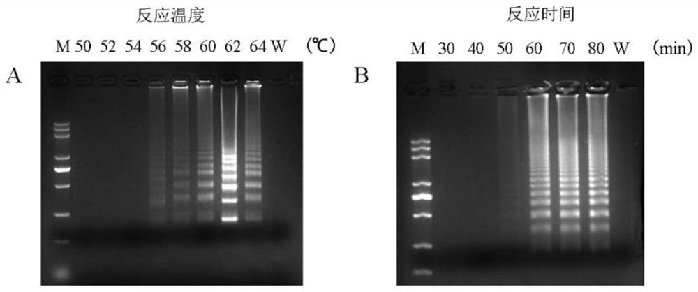 A rapid detection method for chlorotic ring spot-associated virus in kiwifruit based on rt-lamp-lfd