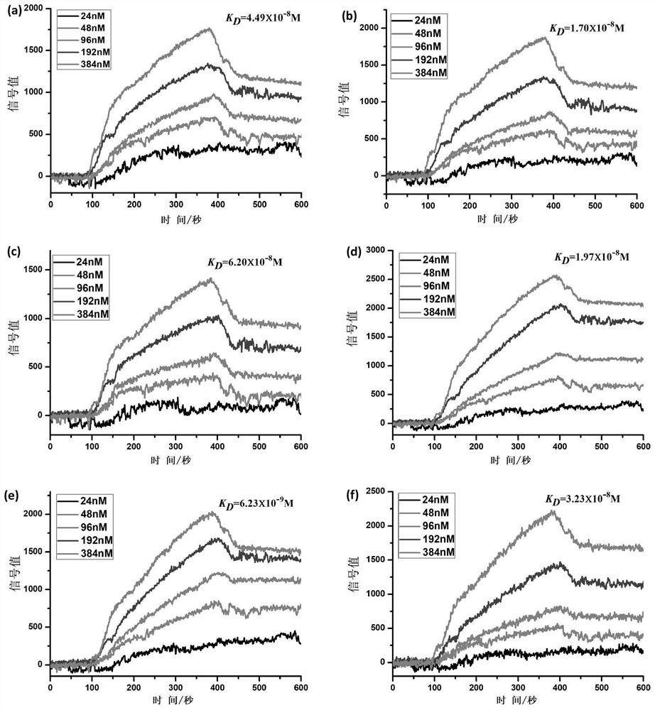 PD-L1 targeting polypeptide as well as preparation method and application thereof