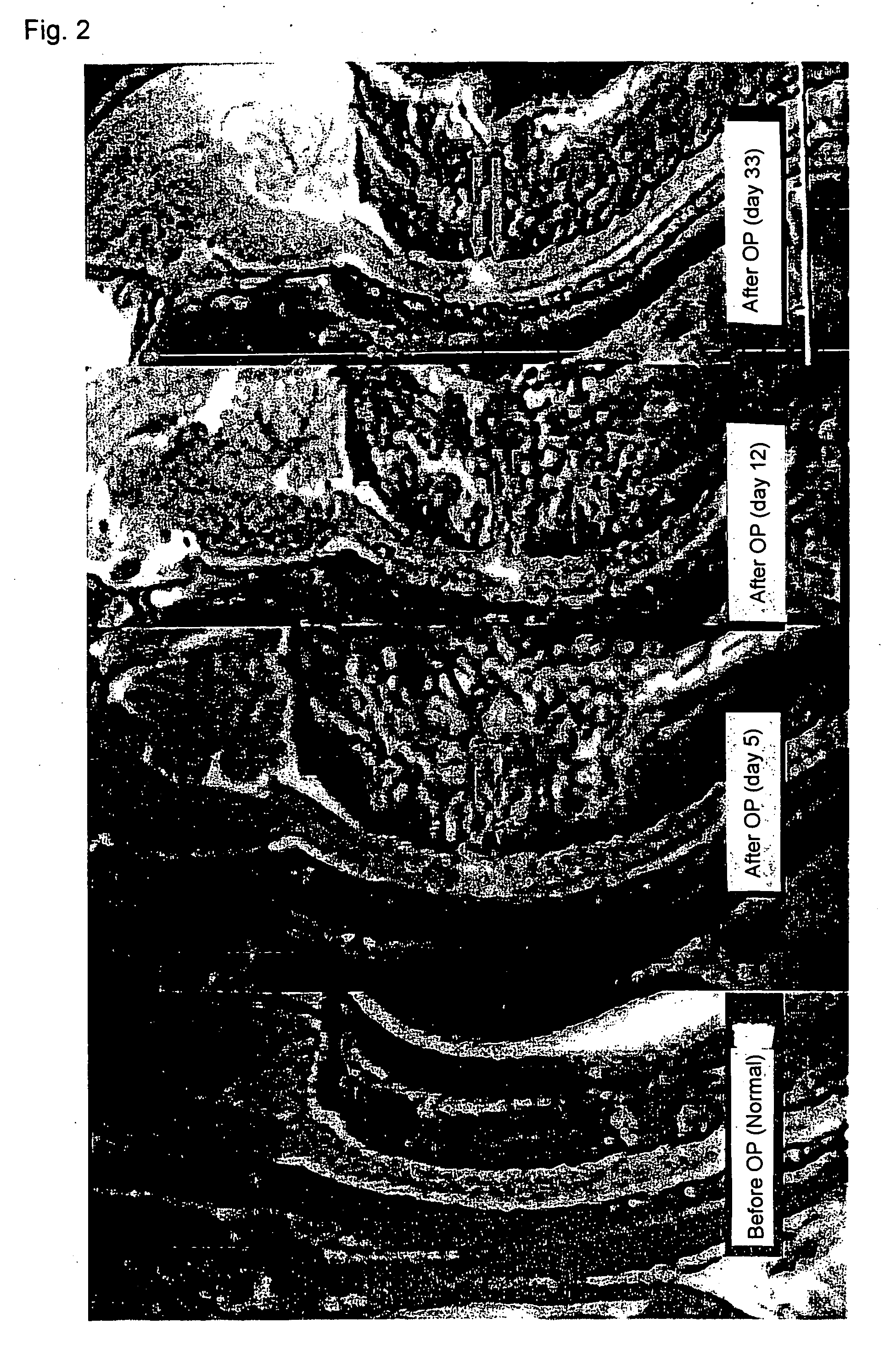 Method of constructing spinal injury model monkey and utilization thereof