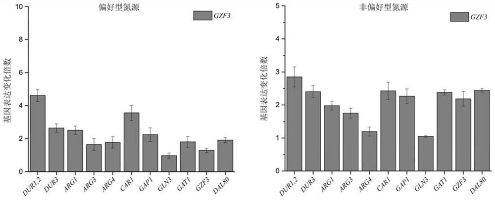 A method to localize gzf3 to the cytoplasm to reduce urea accumulation in rice wine yeast