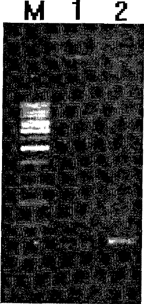 Genetic engineering tumor targeting KCT-W1 polypeptides and preparation method and application