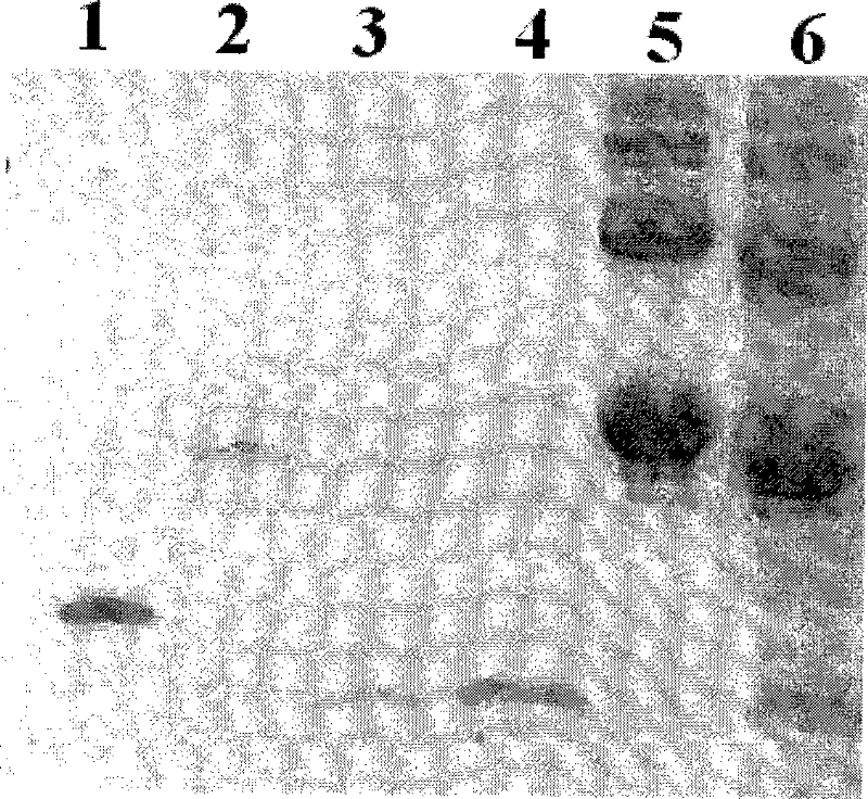 Genetic engineering tumor targeting KCT-W1 polypeptides and preparation method and application