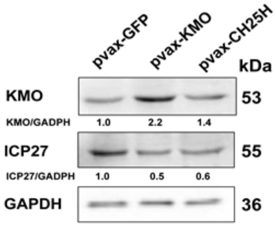 Anti-herpes simplex virus type I drug and preparation method and application thereof