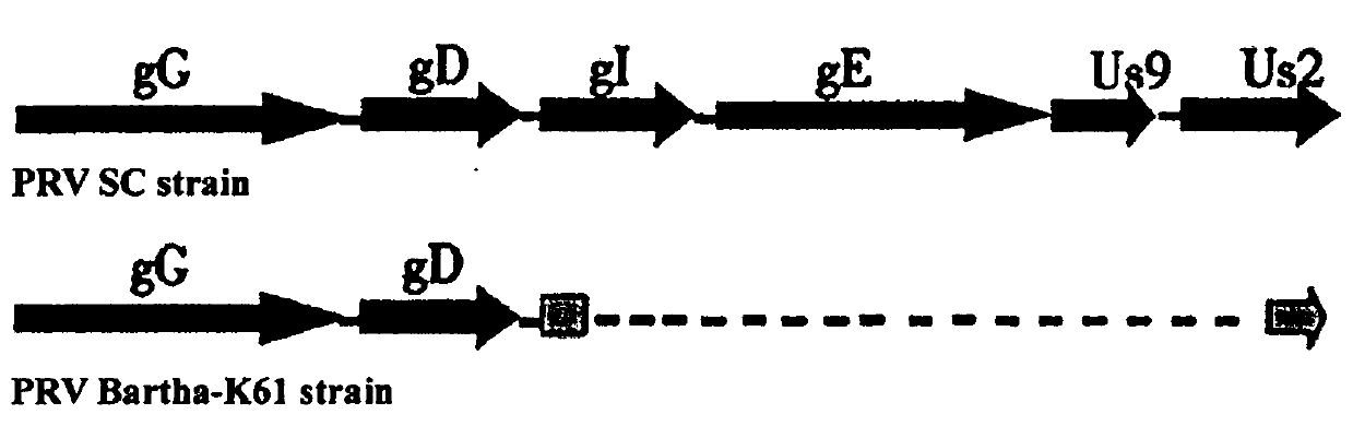 Porcine pseudorabies double gene deletion mutant virus strain and establishment method thereof