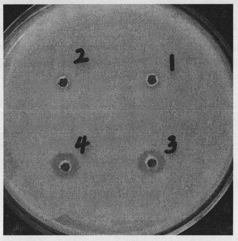 A kind of animal intestinal mucosa extract and its preparation method and application