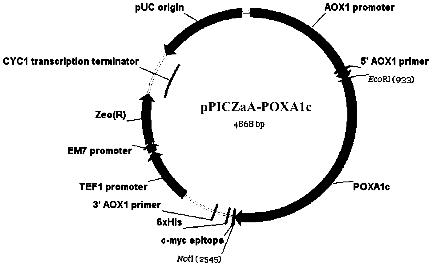 Laccase mutant and encoding gene and application thereof