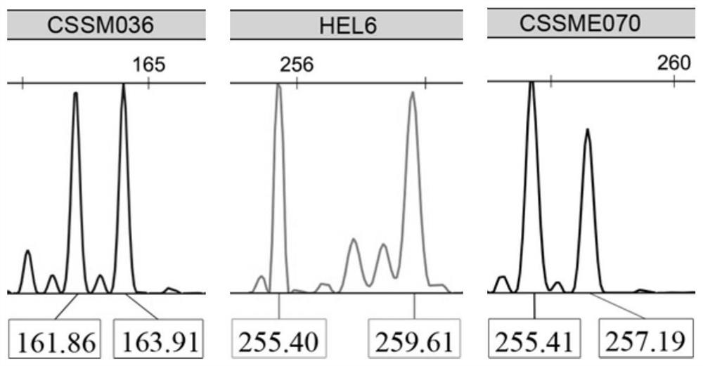 A genotyping detection kit for yak parentage identification and individual identification