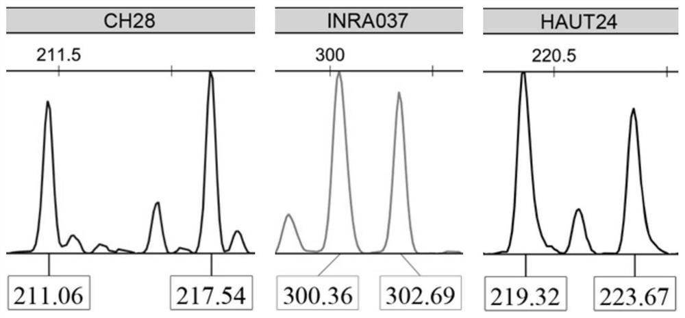 A genotyping detection kit for yak parentage identification and individual identification