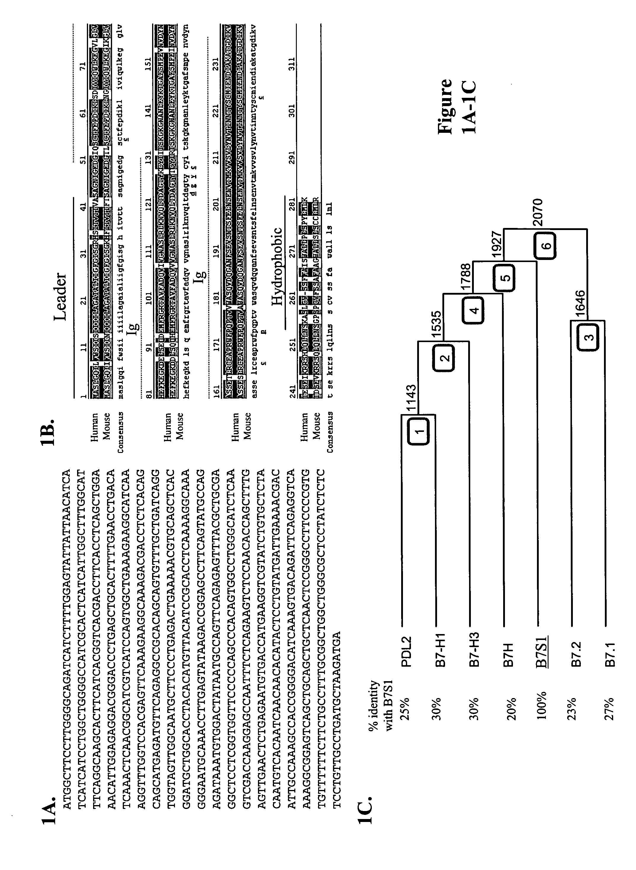 B7S1: an immune modulator