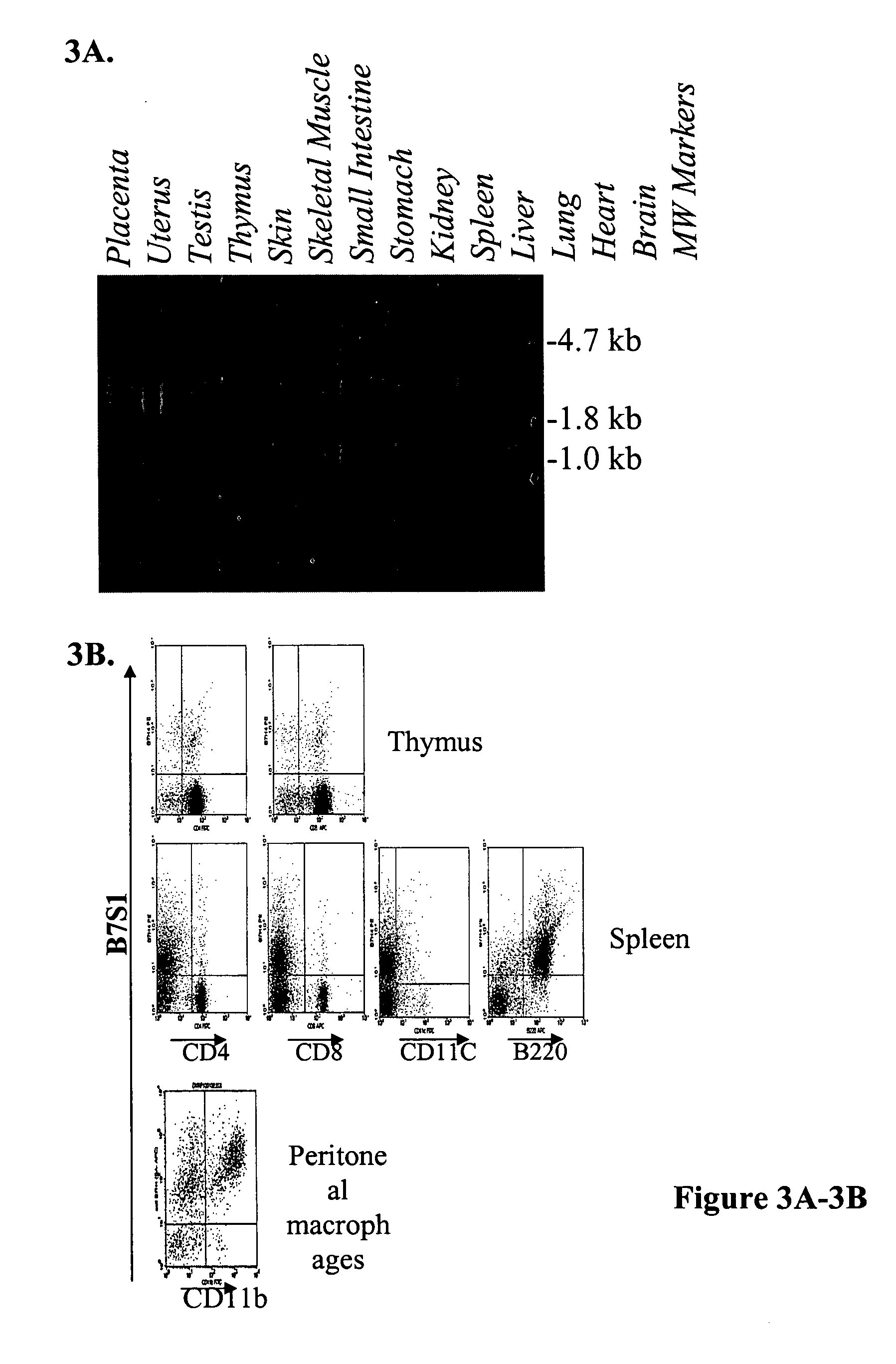 B7S1: an immune modulator