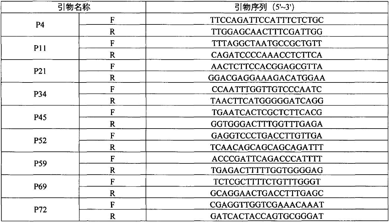 SSR (Simple Sequence Repeats) primer composition and method for identifying high-quality germplasm of picria fe-tearrae Lour.