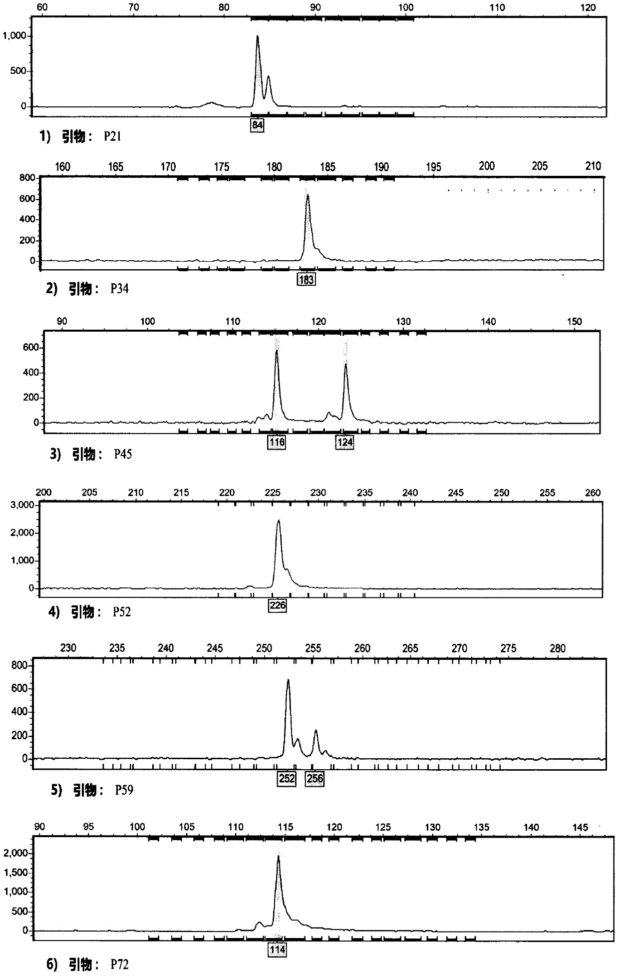 SSR (Simple Sequence Repeats) primer composition and method for identifying high-quality germplasm of picria fe-tearrae Lour.