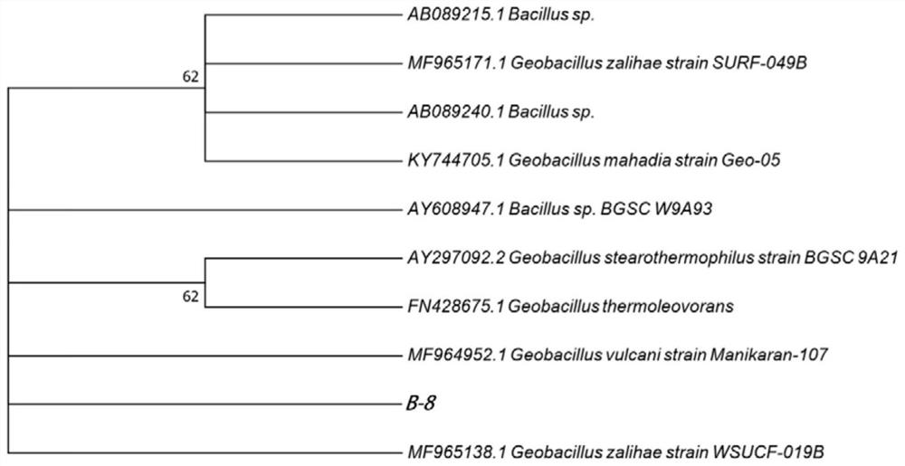 A high-temperature straw-degrading bacterium b-8 and its agent and application