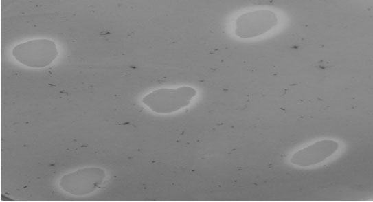 A siderophore-producing hydrogen-oxidizing bacterium and its isolation method and application