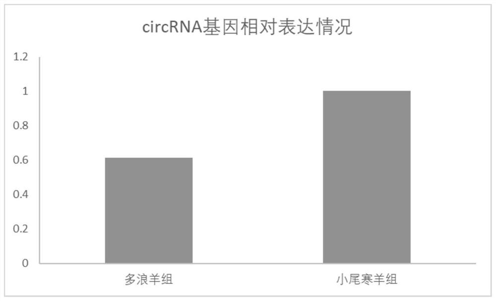 A kind of circRNA, product and application thereof