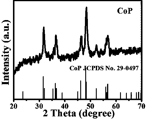 A kind of preparation method of porous cobalt phosphide nanowire catalyst