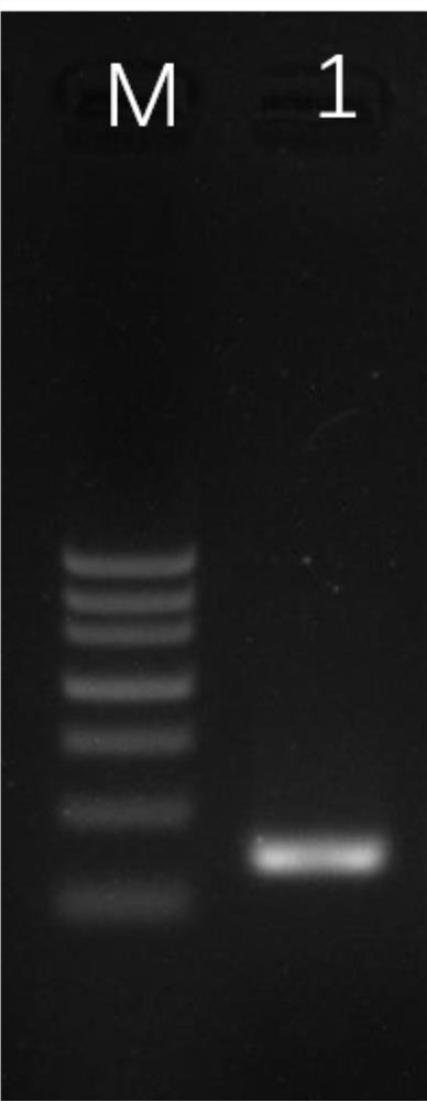 Multiple detection method and kit for simultaneously detecting three sweet potato viruses