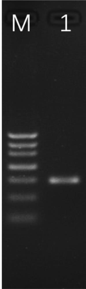 Multiple detection method and kit for simultaneously detecting three sweet potato viruses