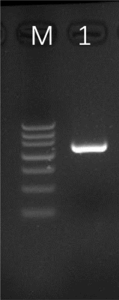 Multiple detection method and kit for simultaneously detecting three sweet potato viruses