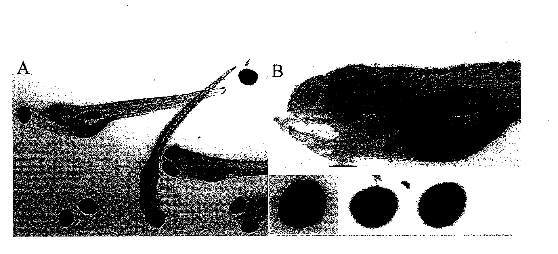 Methods of screening an agent for an activity in an isolated eye of a teleost