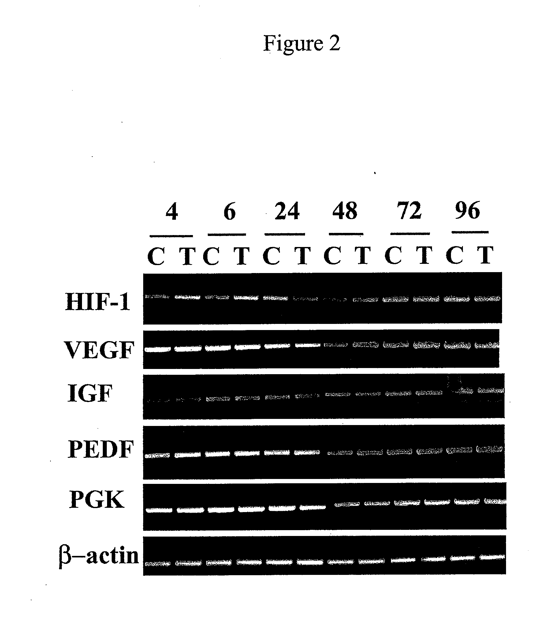 Methods of screening an agent for an activity in an isolated eye of a teleost