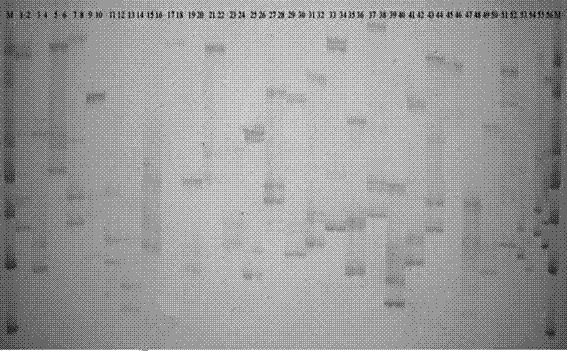 Method for identifying barley varieties by SSR (simple sequence repeat) primers and applications of method