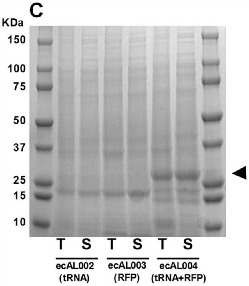 Antimicrobial endolysin polypeptides, compositions and formulations